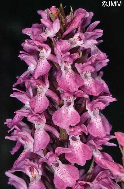 Dactylorhiza praetermissa