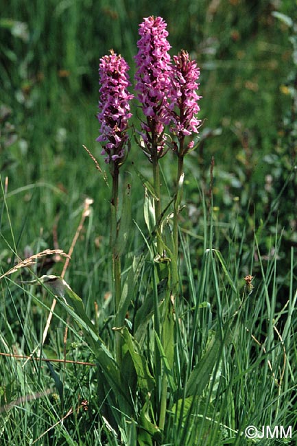 Dactylorhiza praetermissa