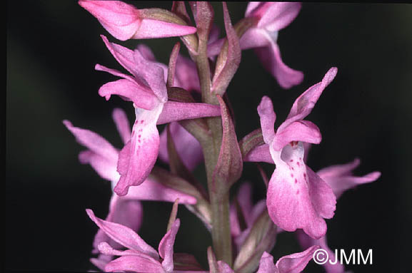 Dactylorhiza praetermissa subsp. integrata var. integrata