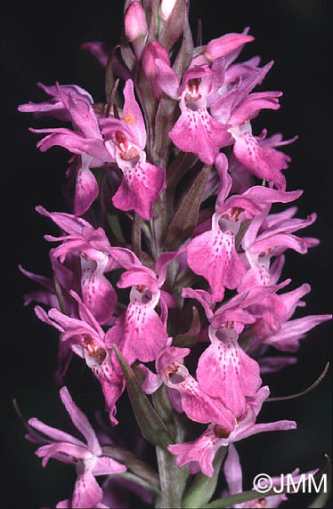 Dactylorhiza praetermissa subsp. integrata var. integrata