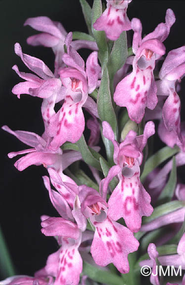 Dactylorhiza praetermissa subsp. integrata var. maculosa 2.jpg (54197 octets)