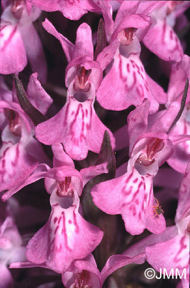 Dactylorhiza praetermissa var. junialis