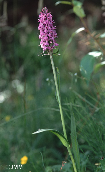 Dactylorhiza praetermissa var. junialis