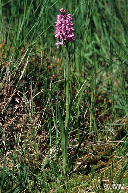 Dactylorhiza sphagnicola