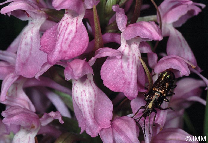 Dactylorhiza sphagnicola