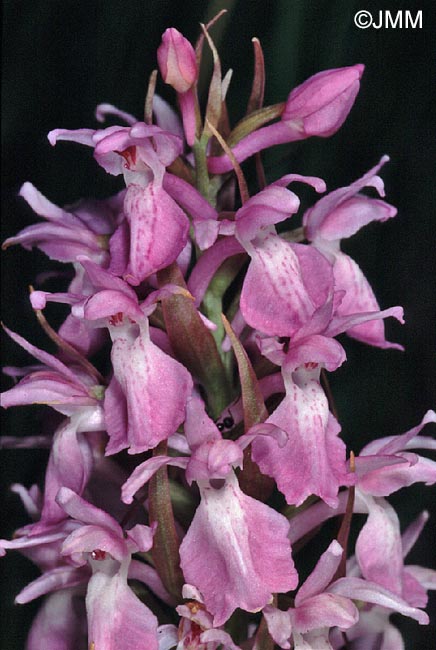 Dactylorhiza sphagnicola