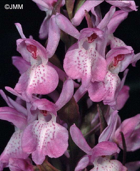 Dactylorhiza sphagnicola