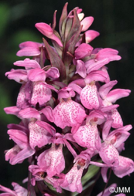 Dactylorhiza sphagnicola