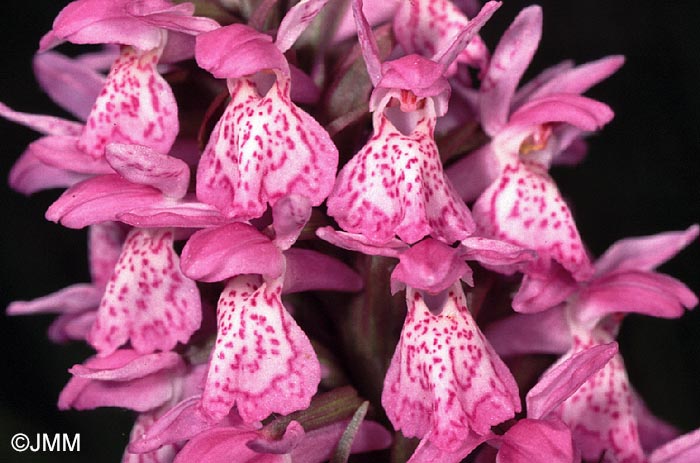 Dactylorhiza sphagnicola