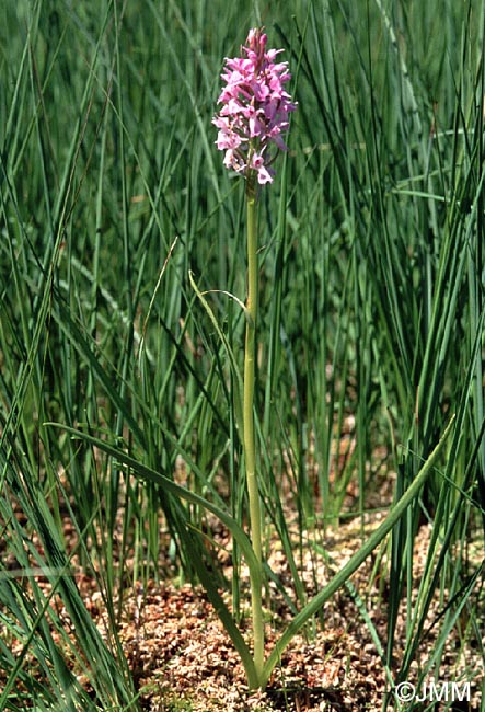 Dactylorhiza sphagnicola