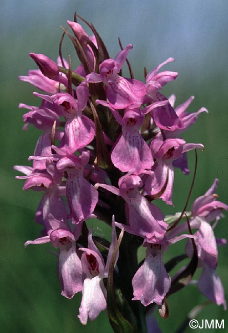 Dactylorhiza sphagnicola