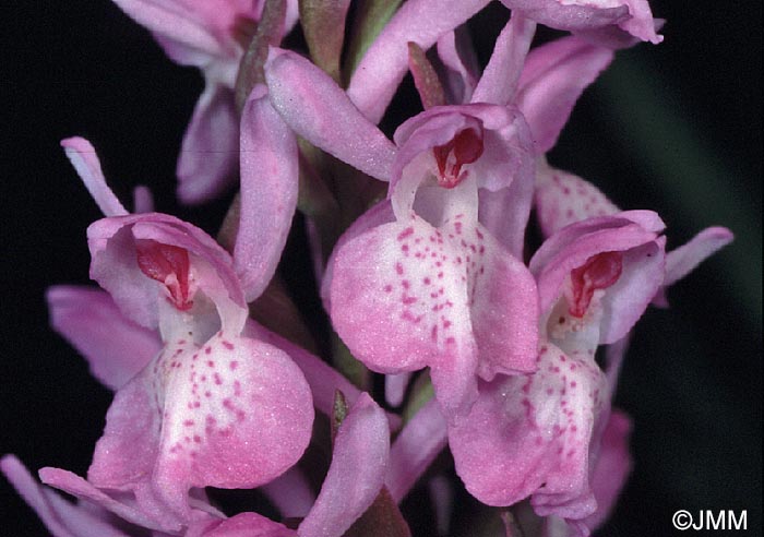 Dactylorhiza sphagnicola