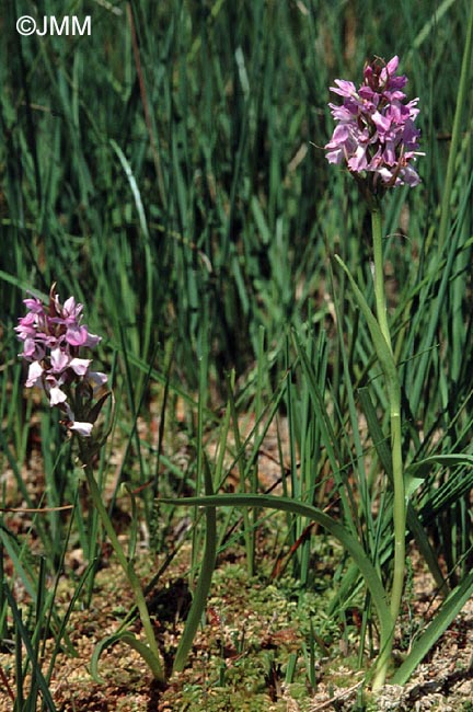 Dactylorhiza sphagnicola