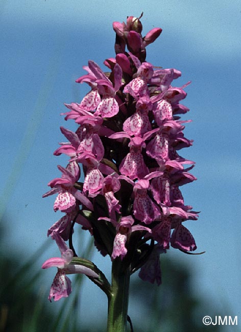 Dactylorhiza sphagnicola