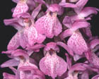 Dactylorhiza sphagnicola