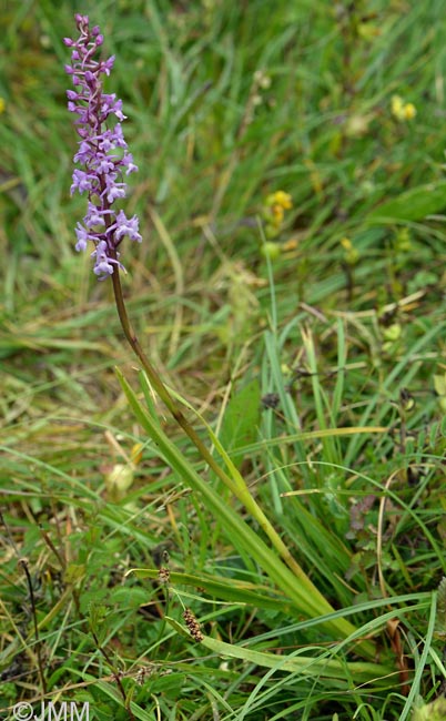 Gymnadenia conopsea var. conopsea