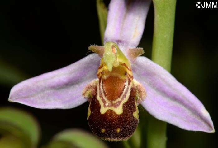 Ophrys apifera