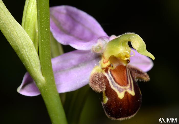 Ophrys apifera