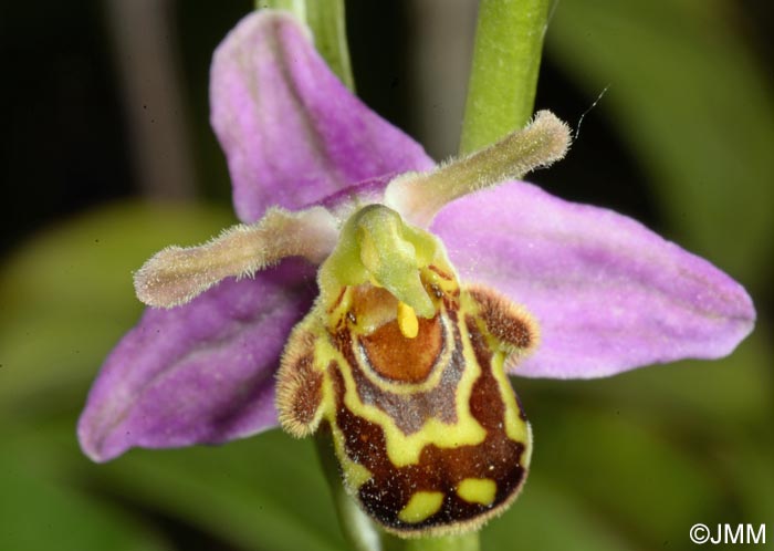 Ophrys apifera f. aurita