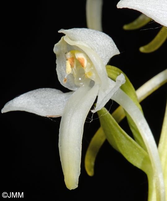 Platanthera muelleri