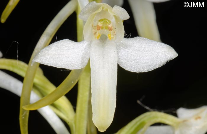 Platanthera muelleri