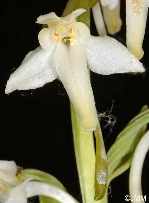 Platanthera muelleri