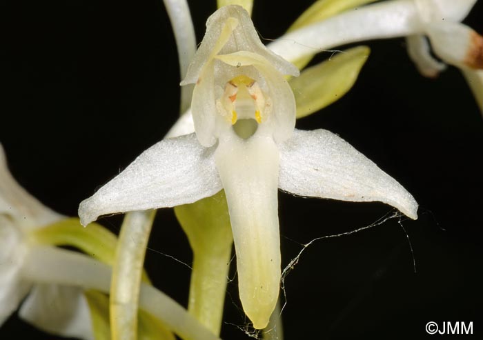 Platanthera muelleri