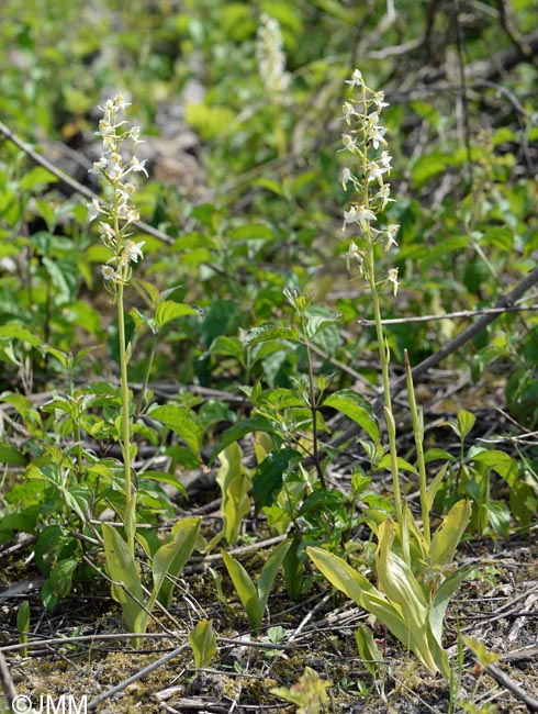 Platanthera muelleri