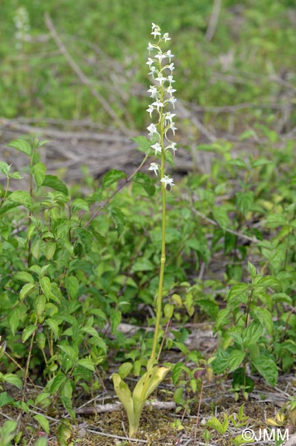 Platanthera muelleri