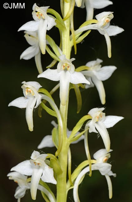 Platanthera muelleri