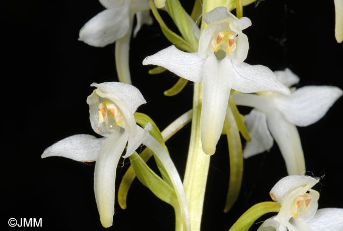 Platanthera muelleri