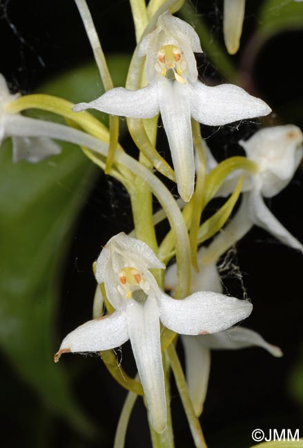 Platanthera muelleri