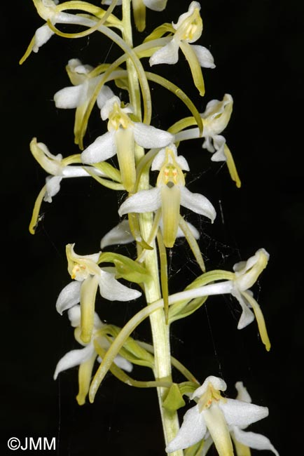 Platanthera muelleri