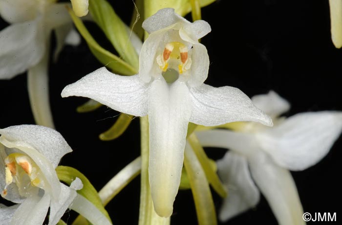 Platanthera muelleri