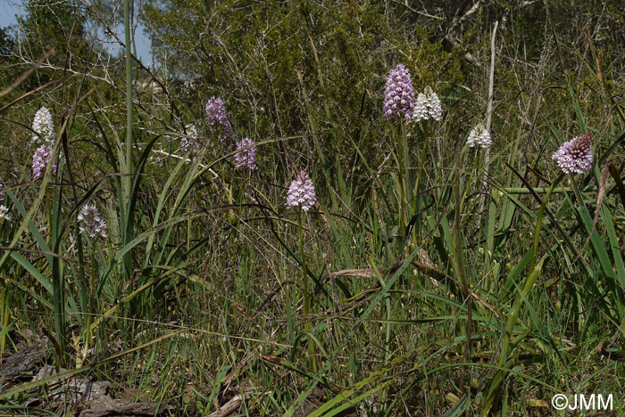 Anacamptis pyramidalis