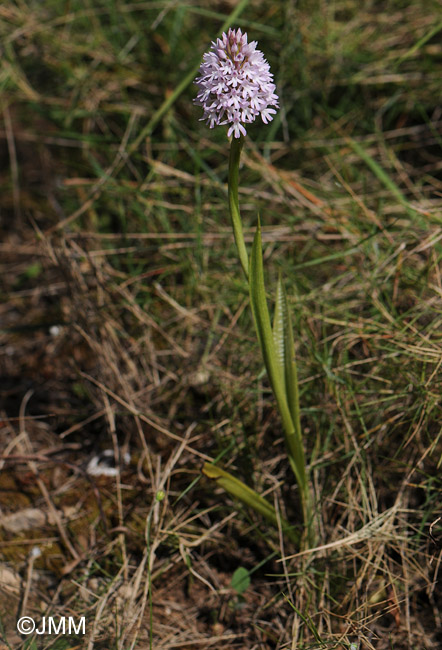 Anacamptis pyramidalis