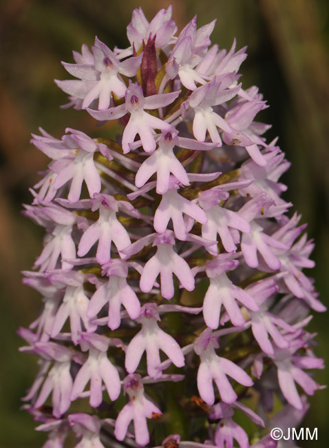 Anacamptis pyramidalis