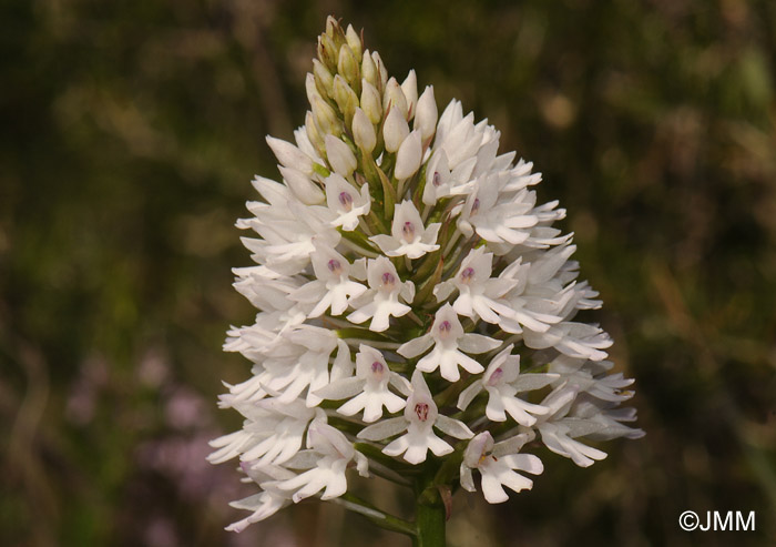 Anacamptis brachystachys var. balearica