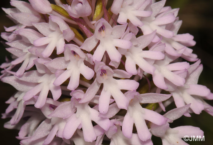 Anacamptis pyramidalis