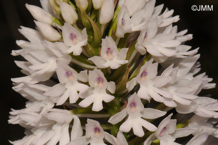 Anacamptis pyramidalis