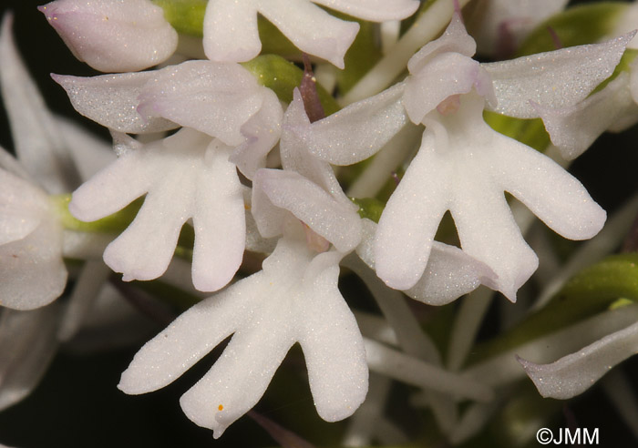 Anacamptis pyramidalis