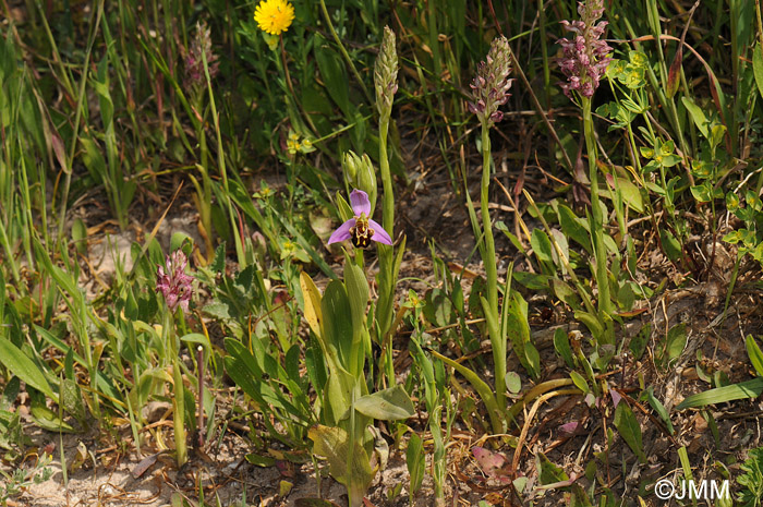 Ophrys apifera & Orchis fragrans