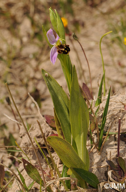 Ophrys apifera