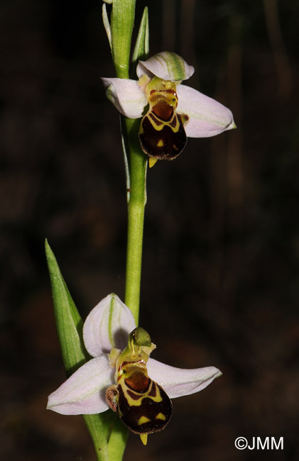 Ophrys apifera