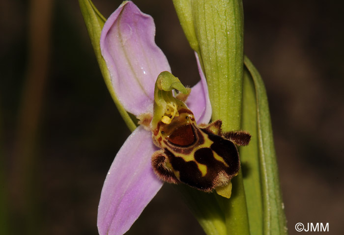 Ophrys apifera