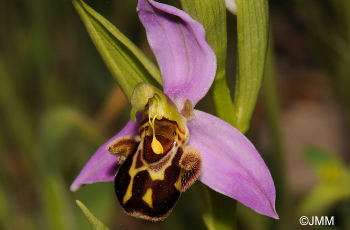 Ophrys apifera