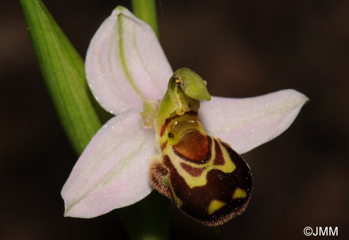 Ophrys apifera