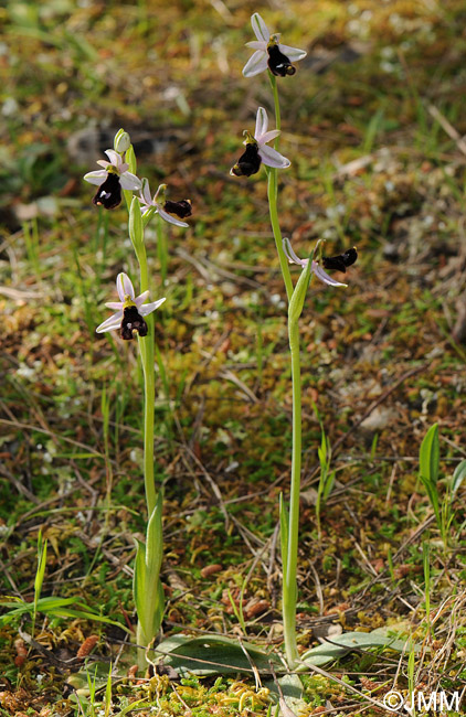 Ophrys balearica