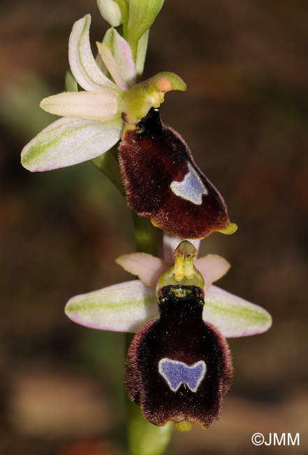 Ophrys balearica