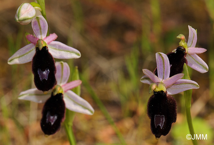 Ophrys balearica